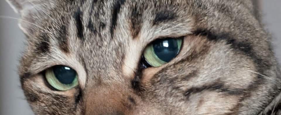 小儀動物病院の眼科診療