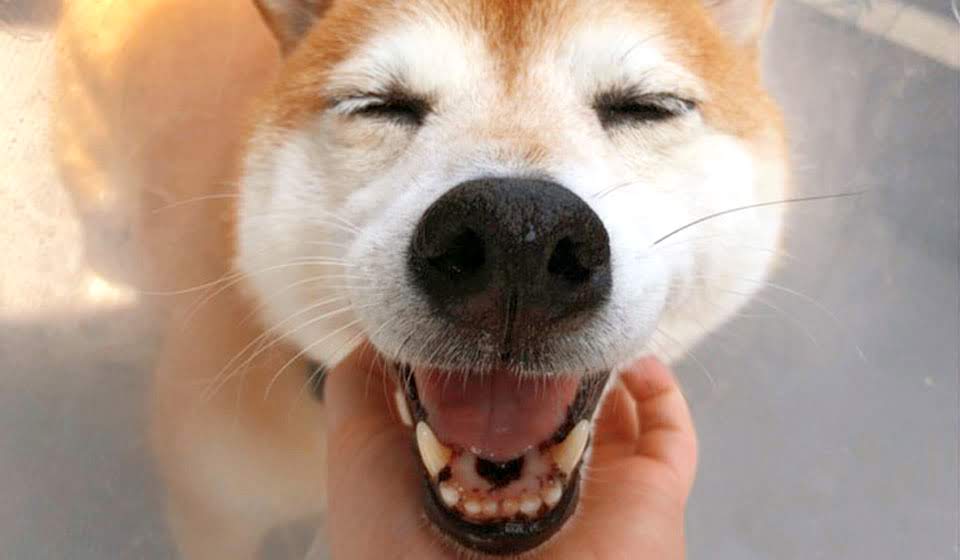 小儀動物病院の歯科診療